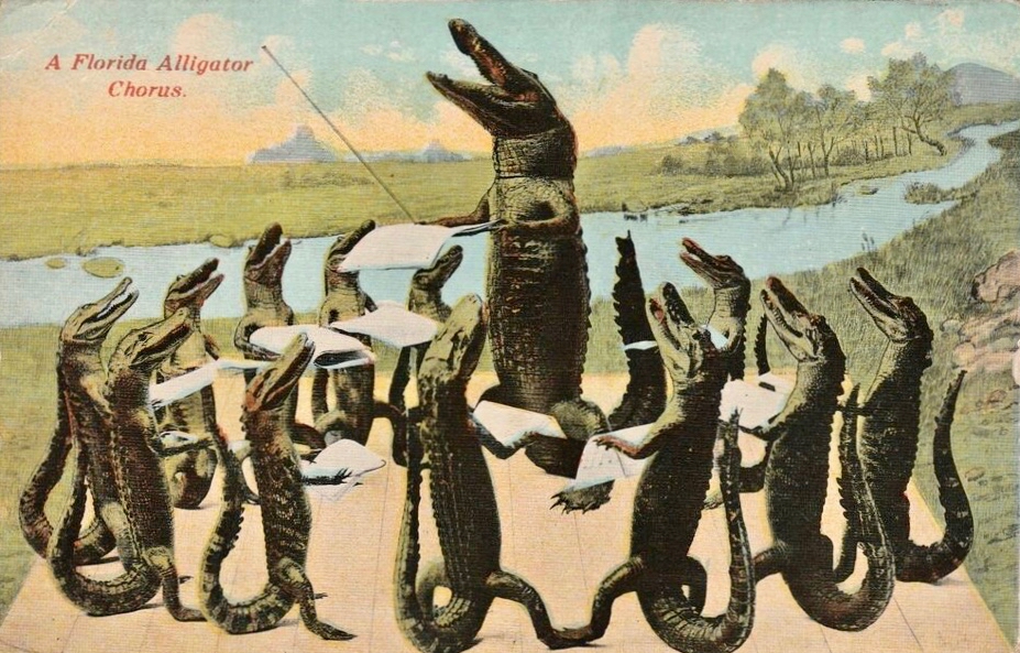 Vintage Florida alligator chorus postcard